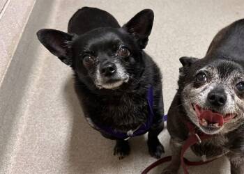 TACO -  Chihuahua Dog for Adoption in Colorado Springs, Colorado - TACO | PetCurious