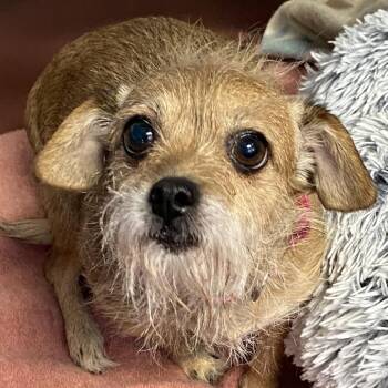 Sister -  Wirehaired Terrier Dog for Adoption in Pagosa Springs, Colorado - Sister | PetCurious
