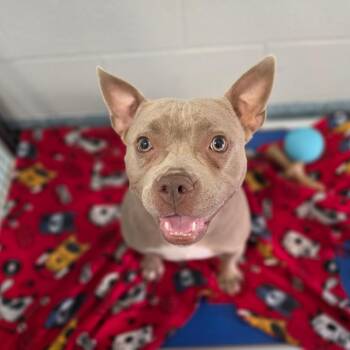 Bea -  English Bulldog and Mixed Breed Dog for Adoption in Greensboro, North Carolina - Bea | PetCurious