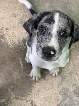 Hal -  Australian Shepherd and Bulldog Dog for Adoption in Fort Payne, Alabama - Hal | PetCurious