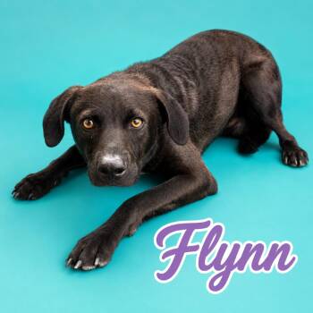 Flynn -  Chocolate Labrador Retriever and Mixed Breed Dog for Adoption in Scottsdale, Arizona - Flynn | PetCurious