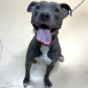 Mixed Breed Dogs Available for Adoption in State College, Pennsylvania - Macie | PetCurious