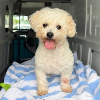 Pippa -  Maltipoo Dog for Adoption in Pelham, New Hampshire - Pippa | PetCurious