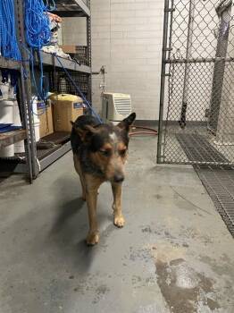 Australian Cattle Dog Blue Heeler Dogs Available for Adoption - PHIL | PetCurious