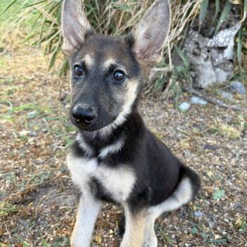 Oakley -  German Shepherd Dog Dog for Adoption in Harlingen, Texas - Oakley | PetCurious