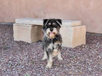 TOMY -  Mixed Breed Dog for Adoption in Santa Fe, New Mexico - TOMY | PetCurious