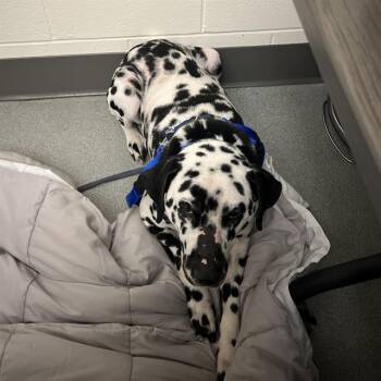 Dalmatian Dogs Available for Adoption - PANDA | PetCurious