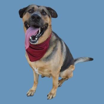 Archer - URGENT -  German Shepherd Dog Dog for Adoption in Thousand Oaks, California - Archer - URGENT | PetCurious