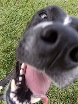 Shy -  Great Pyrenees and Boxer Dog for Adoption in Fremont, Ohio - Shy | PetCurious