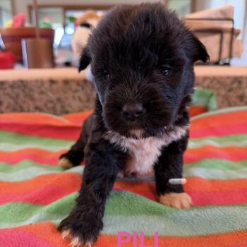 Mixed Breed Dogs Available for Adoption in Keaau, Hawaii - Pili | PetCurious