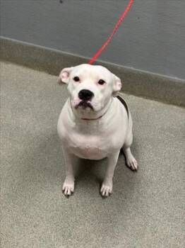 ROXIE -  Staffordshire Bull Terrier Dog for Adoption in Las Vegas, Nevada - ROXIE | PetCurious