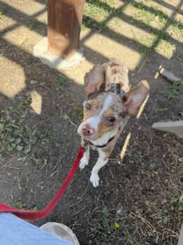 Mixed Breed Dogs Available for Adoption in Longmont, Colorado - Toby | PetCurious