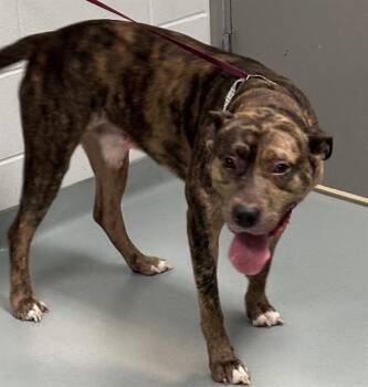 CARVER -  Pit Bull Terrier Dog for Adoption in St. Cloud, Florida - CARVER | PetCurious