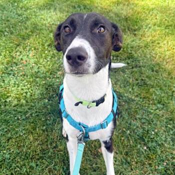 Kiara -  Mixed Breed Dog for Adoption in Murray, Utah - Kiara | PetCurious