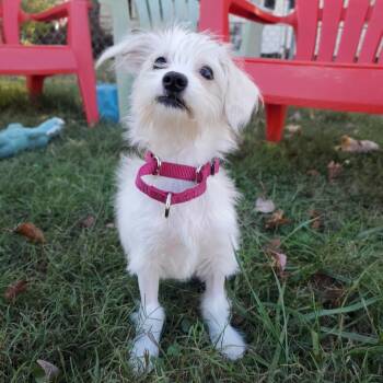 Rescue Mixed Breed Dogs for Adoption in Fredericksburg, Virginia - Taylor | PetCurious