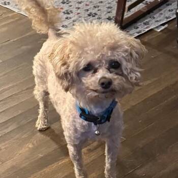 Bowie -  Poodle and Mixed Breed Dog for Adoption in North Canton, Ohio - Bowie | PetCurious