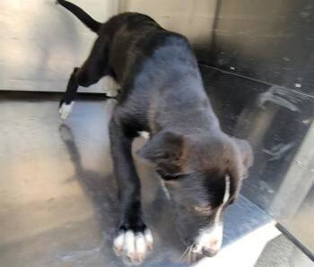 Labrador Retriever and Mixed Breed Dogs Available for Adoption in Rowlett, Texas - DWUENDA | PetCurious