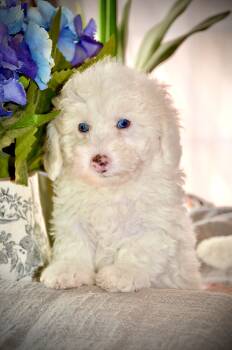 Casper -  Sheepadoodle Dog for Sale in Phoenix, Arizona - Casper | PetCurious
