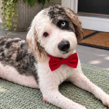 Beau -  Sheepadoodle Dog for Adoption in Crosby, Texas - Beau | PetCurious