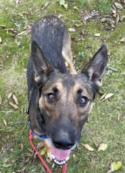 Chase -  Belgian Shepherd Malinois Dog for Adoption in Stanwood, Washington - Chase | PetCurious