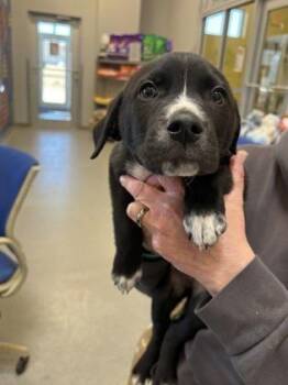 Mixed Breed Dogs Available for Adoption - Skittles | PetCurious