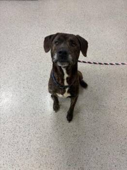 Chase Matthews -  Labrador Retriever and Mixed Breed Dog for Adoption in Fishers, Indiana - Chase Matthews | PetCurious
