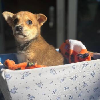 Monica -  Mixed Breed Dog for Adoption in Buffalo, Minnesota - Monica | PetCurious