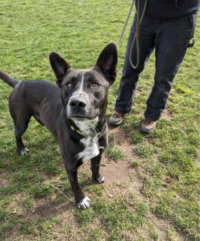 German Shepherd Dog and Pit Bull Terrier Dogs Available for Adoption - Dustin | PetCurious