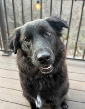 Mara -  Retriever and Border Collie Dog for Adoption in Monticello, Minnesota - Mara | PetCurious