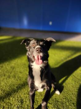 Jakz -  Mixed Breed Dog for Adoption in Minot, North Dakota - Jakz | PetCurious