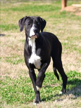 Pit Bull Terrier and Mixed Breed Dogs Available for Adoption - DAISY | PetCurious