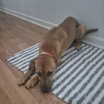 Mixed Breed Dogs Available for Adoption in Greensboro, North Carolina - Nala | PetCurious