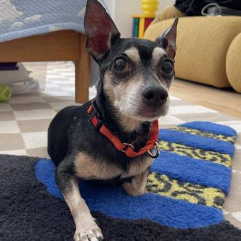 Chihuahua Dogs Available for Adoption - Nina | PetCurious