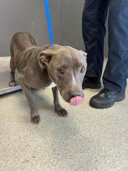 DORY -  American Staffordshire Terrier Dog for Adoption in Tallahassee, Florida - DORY | PetCurious