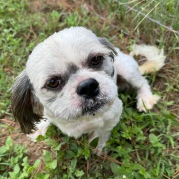 Frankie Boi -  Shih Tzu Dog for Adoption in Houston, Texas - Frankie Boi | PetCurious