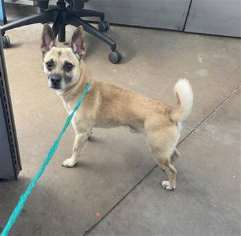 DODGER -  Mixed Breed Dog for Adoption in Dallas, Texas - DODGER | PetCurious
