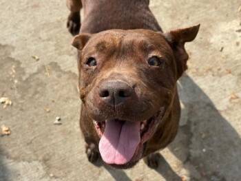 Labrador Retriever and Mixed Breed Dogs Available for Adoption - BROWNIE | PetCurious