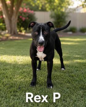 Rex P -  Pit Bull Terrier Dog for Adoption in Lucas, Texas - Rex P | PetCurious