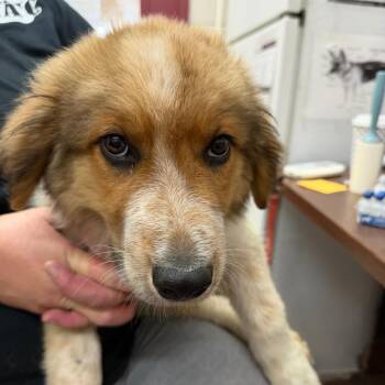 Anatolian Shepherd and Mixed Breed Dogs Available for Adoption in Ardmore, Oklahoma - Parker | PetCurious