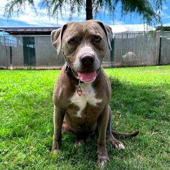 Rescue Mixed Breed Dogs for Adoption in Medford, Oregon - Zeus | PetCurious