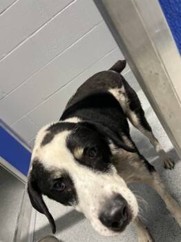 Rescue Labrador Retriever and Mixed Breed Dogs for Adoption in Bloomington, Illinois - RANGER | PetCurious