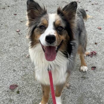 Rescue Australian Shepherd and Shetland Sheepdog Sheltie Dogs for Adoption in Philadelphia, Pennsylvania - Shorty | PetCurious