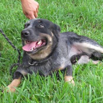 Roo -  Australian Cattle Dog Blue Heeler Dog for Adoption in Lake Jackson, Texas - Roo | PetCurious