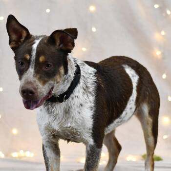 Ebro -  German Shorthaired Pointer Dog for Adoption in Defuniak Springs, Florida - Ebro | PetCurious