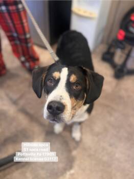 Beagle Dogs Available for Adoption in Pottsville, Pennsylvania - Max | PetCurious