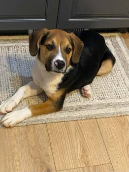Beagle Dogs Available for Adoption in West Peoria, Illinois - Buster | PetCurious
