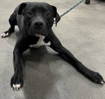 Pit Bull Terrier Dogs Available for Adoption - PATRICK | PetCurious