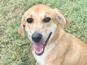 Hot Cheetos -  Mixed Breed Dog for Adoption in Georgetown, Texas - Hot Cheetos | PetCurious
