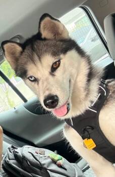 Skye -  Siberian Husky Dog for Adoption in Los Angeles, California - Skye | PetCurious