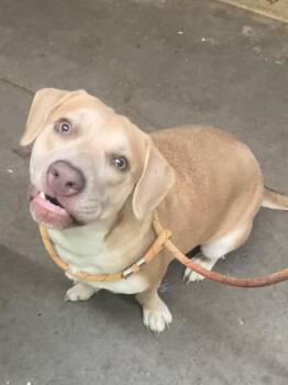 Labrador Retriever Dogs Available for Adoption - Daisy | PetCurious